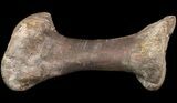 Hadrosaur Metatarsal - Two Medicine Formation, Montana #71694-1